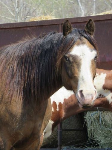 Que je l'aime ce cheval ! &#10084;&#65039;