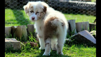 Katana, la petite berger australien rouge merle <3