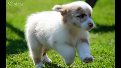 Katana, la petite berger australien rouge merle <3