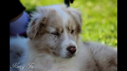 Kung Fu, le petit berger australien rouge merle ;)