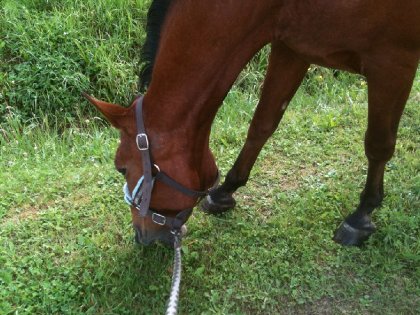Cheval qui broutte de l'herbe