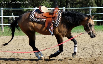 Chex Hollywood Style, étalon buckskin sooty de 4 ans 