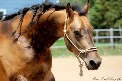 Chex Hollywood Style, étalon buckskin sooty de 4 ans 