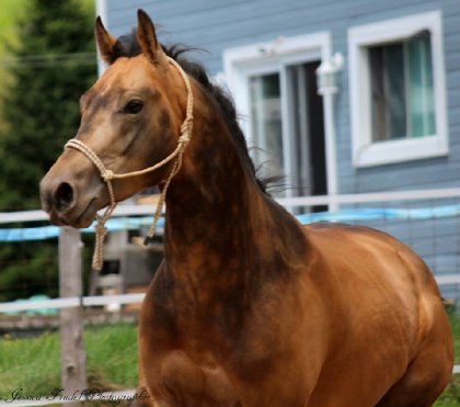 Chex Hollywood Style, étalon buckskin sooty de 4 ans 