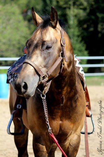 Chex Hollywood Style, étalon buckskin sooty de 4 ans 