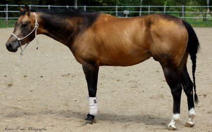 Chex Hollywood Style, étalon buckskin sooty de 4 ans 