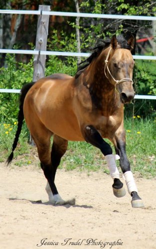 Chex Hollywood Style, étalon buckskin sooty de 4 ans 