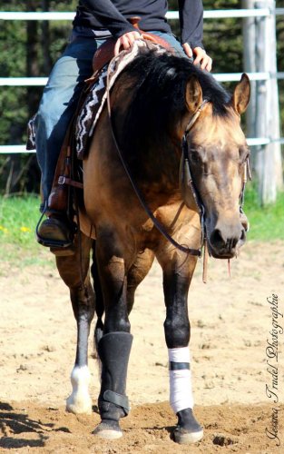 Chex Hollywood Style, étalon buckskin sooty de 4 ans 