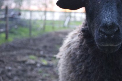 Mon mouton <3