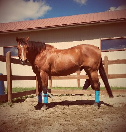 Mon petit cheval préféré toujours aussi beau à 17 ans <3