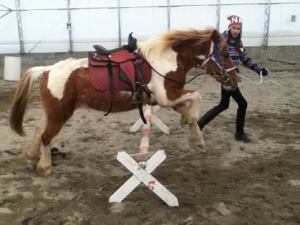 Une cavalière fait sauter son cheval en liberté