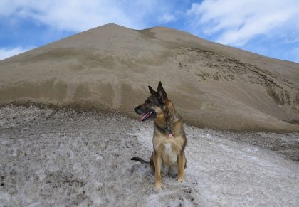 Chienne assise