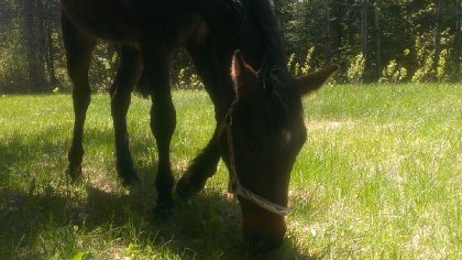 Un cheval broutte de l'herbe