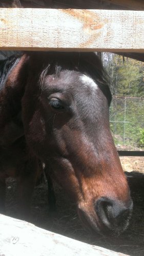 Tête d'un cheval