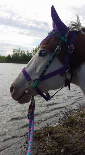poney qui fait la pose devant le lac
