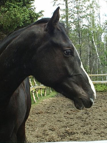 Le plus bo profile de Cosmos, poulain de 1 an