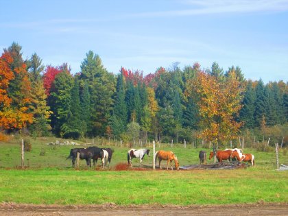 la belle gang