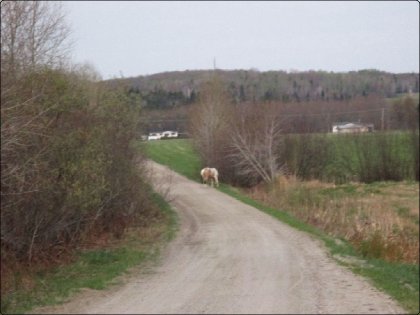 Voici une solution quand on échappe un cheval: avoir un champ x)