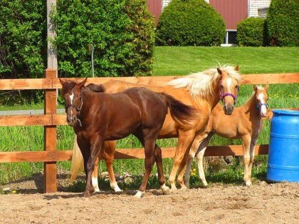 Mes trois belles filles :)