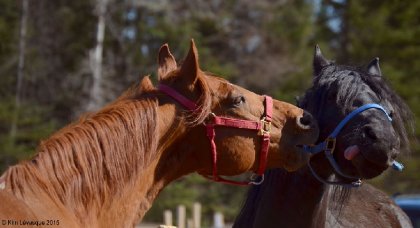 2 chevaux à l'écurie où ma tante met son poney en pension :)
