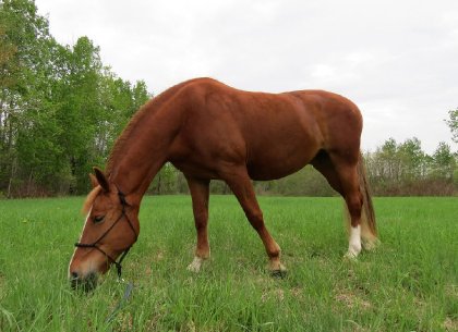 Gros poney qui mange de la bonne verdure! Brazile, mai 2015. ;)