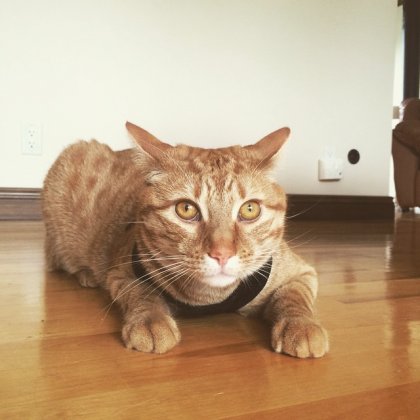 Pourquoi m'as-tu mis ce harnet ? , dit-il de son air de chat...