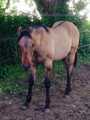 Ma pouliche JG Special Poco girl