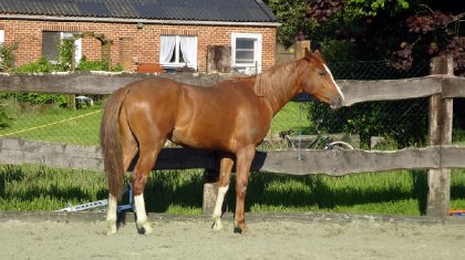 photo par Myhorsez