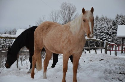 Strawberry en hiver :)