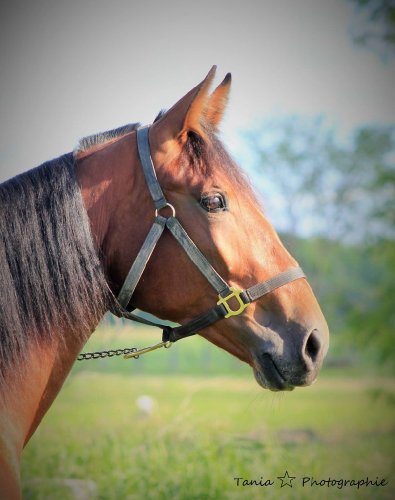 whatathrill, pouliche standardbred 2 ans <3