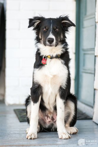 Je vous avais présenter mon chien ? :)  Voici Lasso, 6 mois (5...