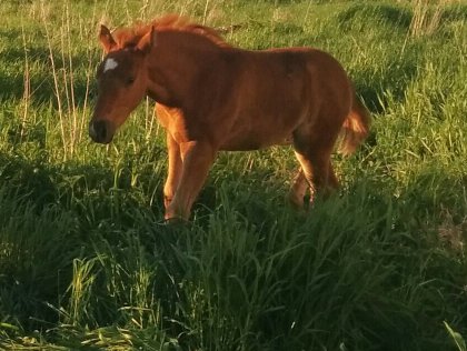 petit Shadow fils de ma canadienne par mon étalon paint