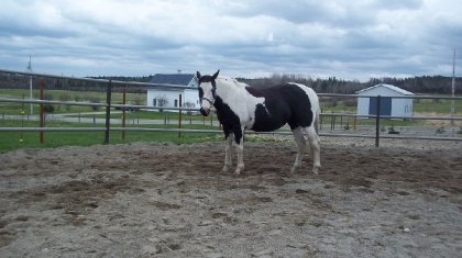 photo par chevaux197