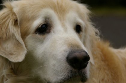 Adieu Bouh. Surtout, merci pour toutes ces belles années mon...