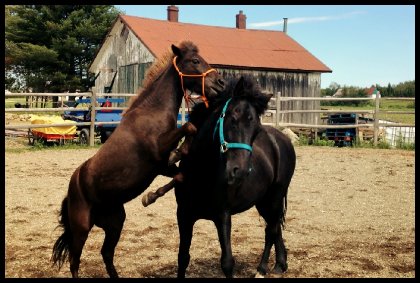 Duel de poneys!