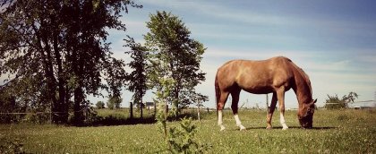 Poney heureux!