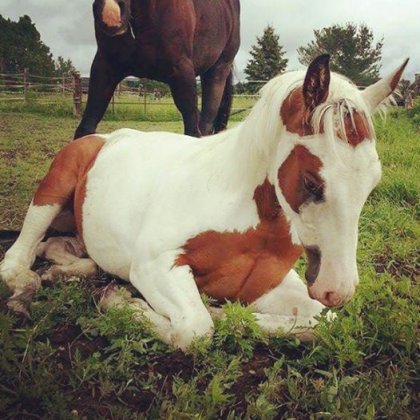 Ole Sugar Tao, maintenant un an <3