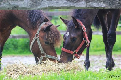 <3 mon petit poney et sa nouvelle amie :)