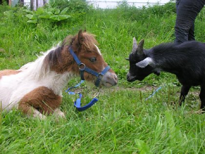 mon ti gratouille avec son ancien ami la chevre ! :P 