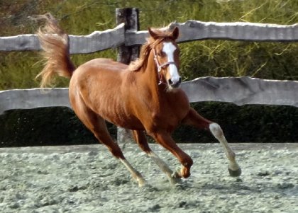 photo par Myhorsez