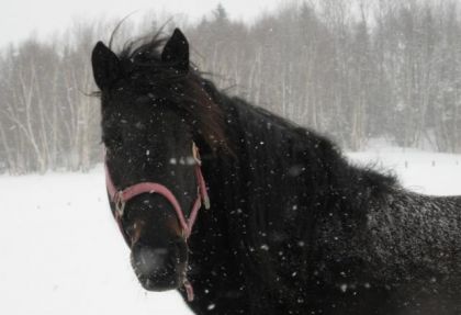 Kaylla sous la neige!
