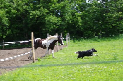 Et c'est le CHIEN qui gagne la course, comme toujours! 