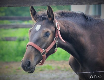 petit warmblood de 6 mois :)