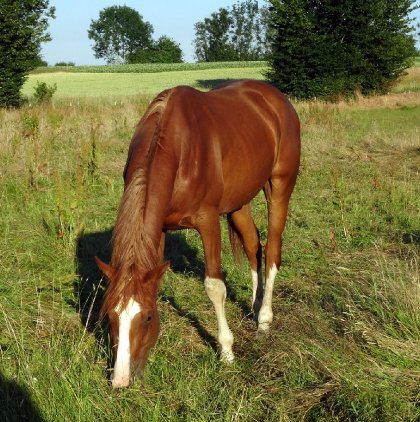 photo par Myhorsez