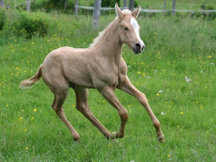 EDS Sweet Sakari KOD, pouliche QH