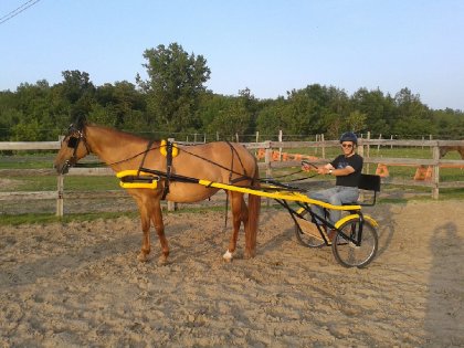 Ma Stella dans son apprentissage de l'attelage