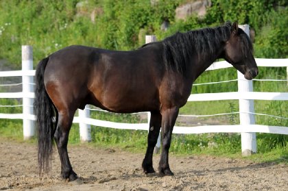 Cheval canadien