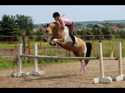premier oxer en cordelette avec ma juju !