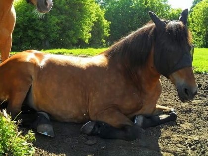 Cheval se reposant avec un masque