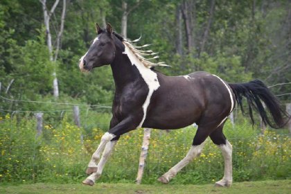 Cheval tobiano au galop
